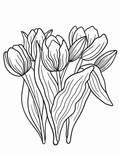 1001+ Tranh tô màu hoa Tulip đẹp và ý nghĩa 80 Bức tranh tô màu hoa Tulip đẹp mắt