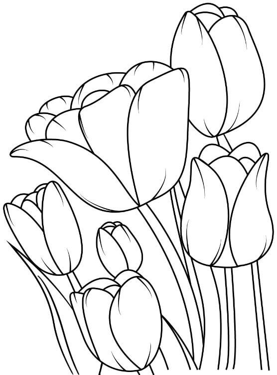 1001+ Tranh tô màu hoa Tulip đẹp và ý nghĩa 92 Tranh tô màu hoa tulip đơn giản dành cho các bạn nhỏ