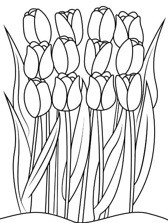 1001+ Tranh tô màu hoa Tulip đẹp và ý nghĩa 95 Những bông hoa tulip tươi tốt để các bạn sáng tạo màu sắc