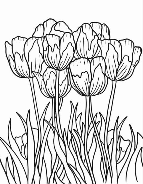 1001+ Tranh tô màu hoa Tulip đẹp và ý nghĩa 114 Rực rỡ cùng những bông hoa Tulip đẹp
